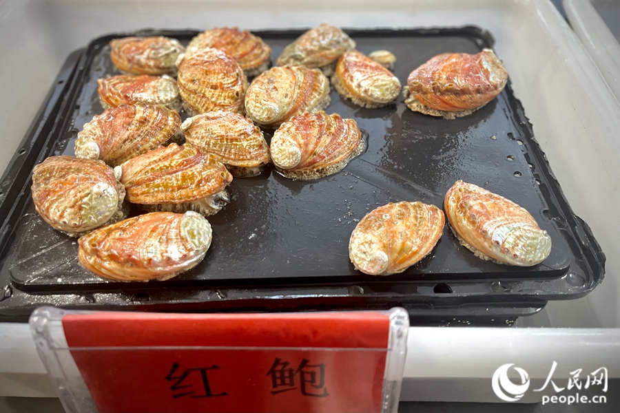 官坞村的红鲍。人民网 钱嘉禾摄