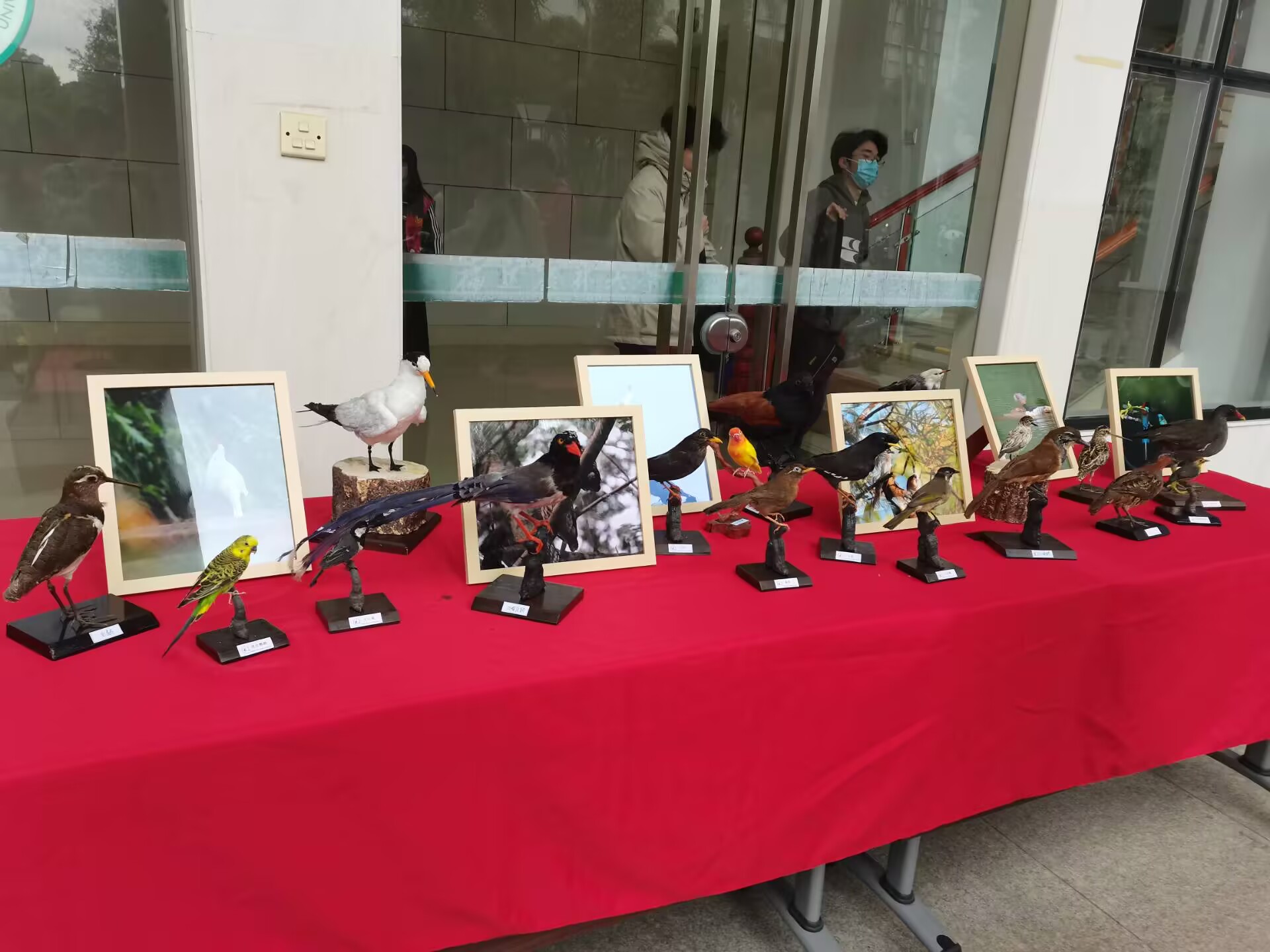 标本展 标本展.jpg
